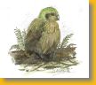 kakapo 2.jpg